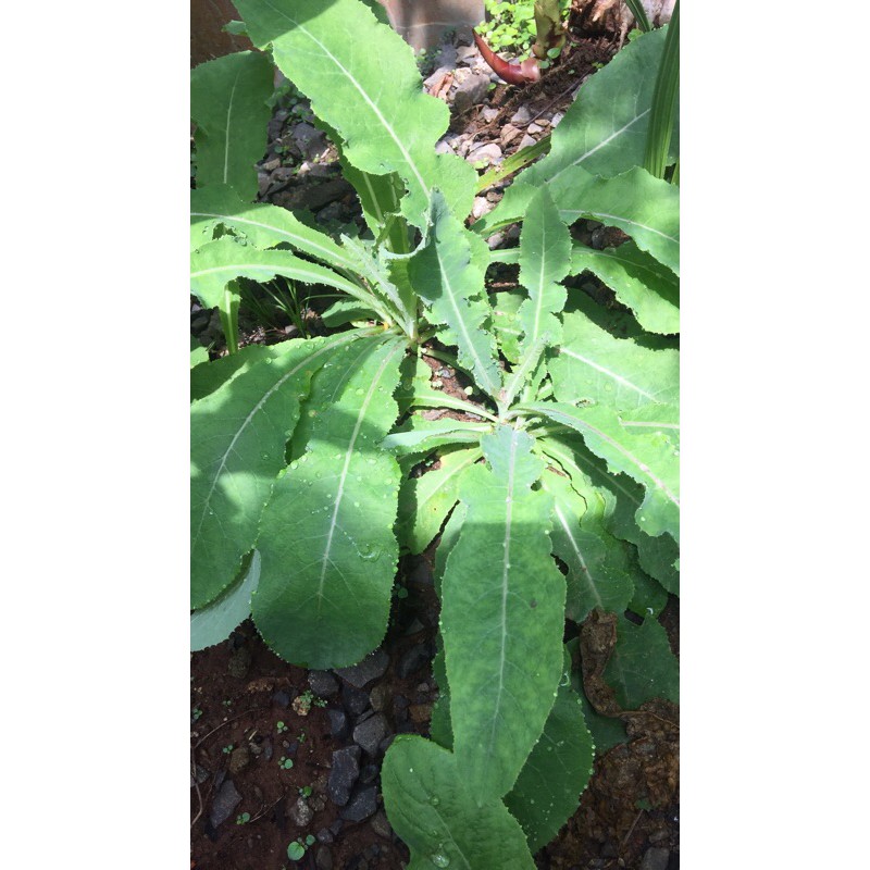 

daun tempuyung 500gr