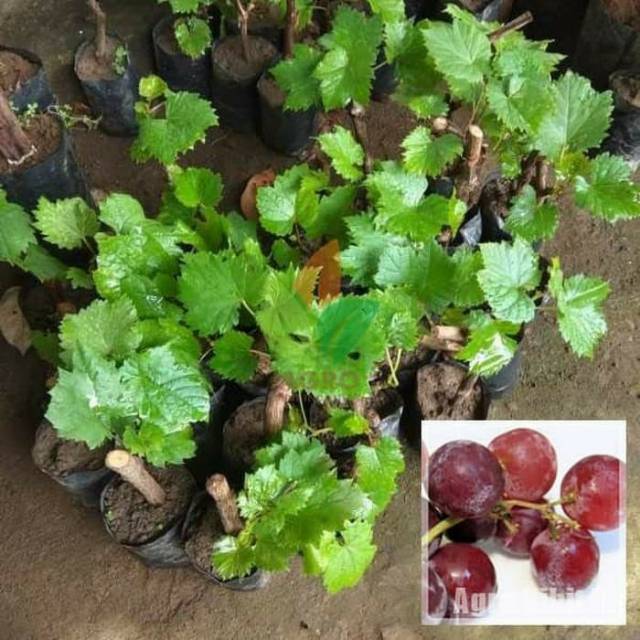 Bibit anggur merah unggul
