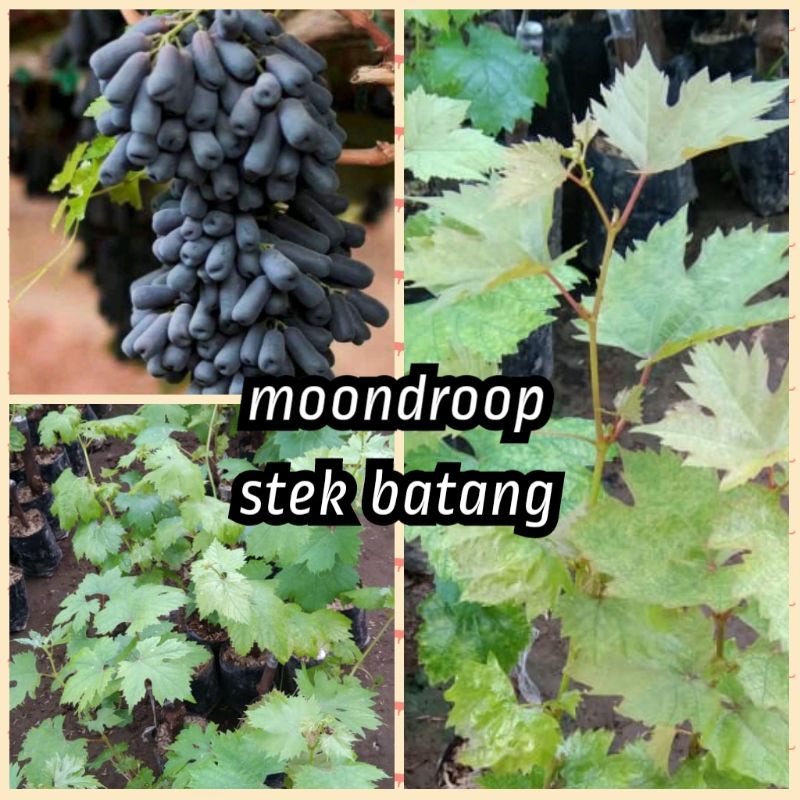bibit anggur moondroop import stek batang