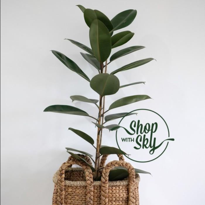 Pohon Karet Kebo / Rubber Plant / Ficus Elastica