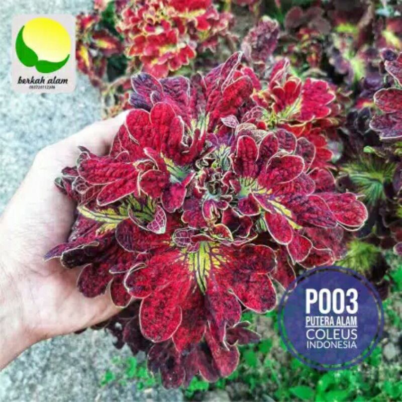 Miana Id Ratu/Jawer Kotok/Iler