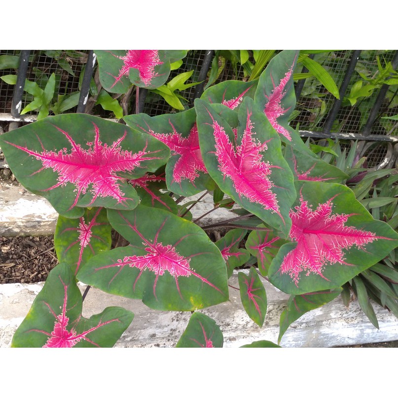 Tanaman Kaladium Caladium Bicolor Florida Tissue Minimal Order 2pohon Shopee Indonesia