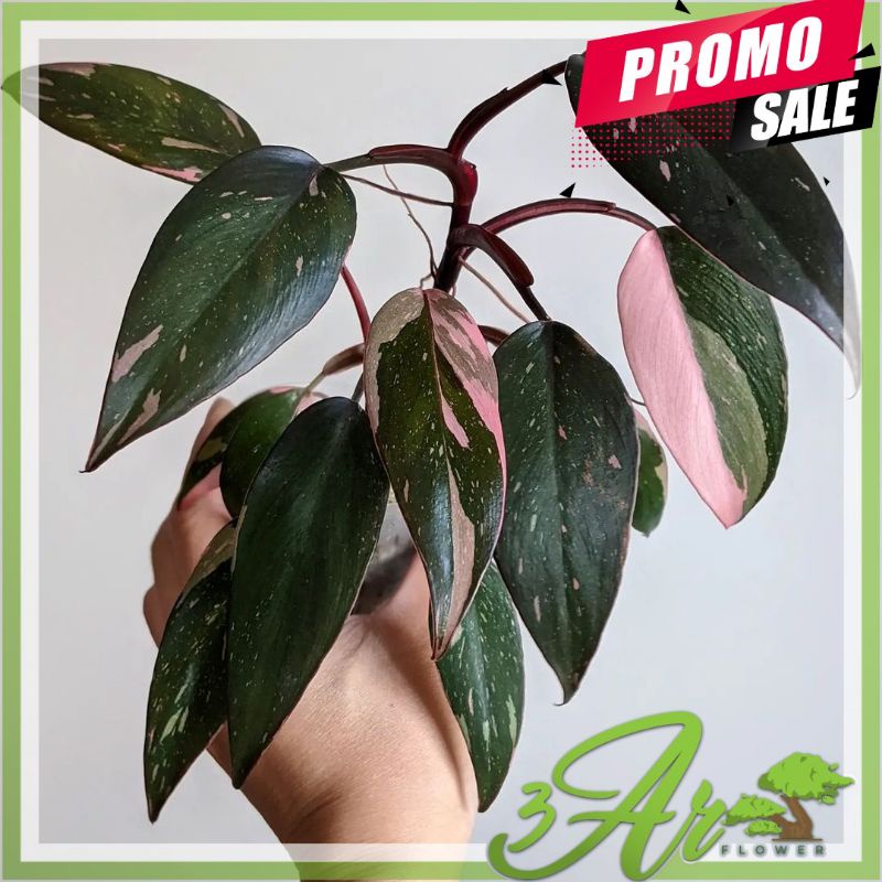 PHILODENDRON PINK PRINCES