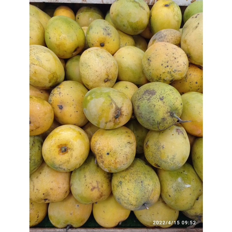 

MANGGA GEDONG GINCU PER KG