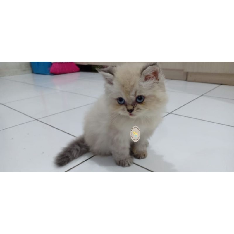 Kitten mix persian flat x Himalayan