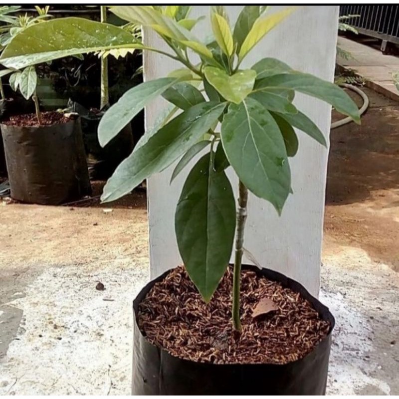 Bibit tanaman alpukat miki/Pohon buah alpukat miki