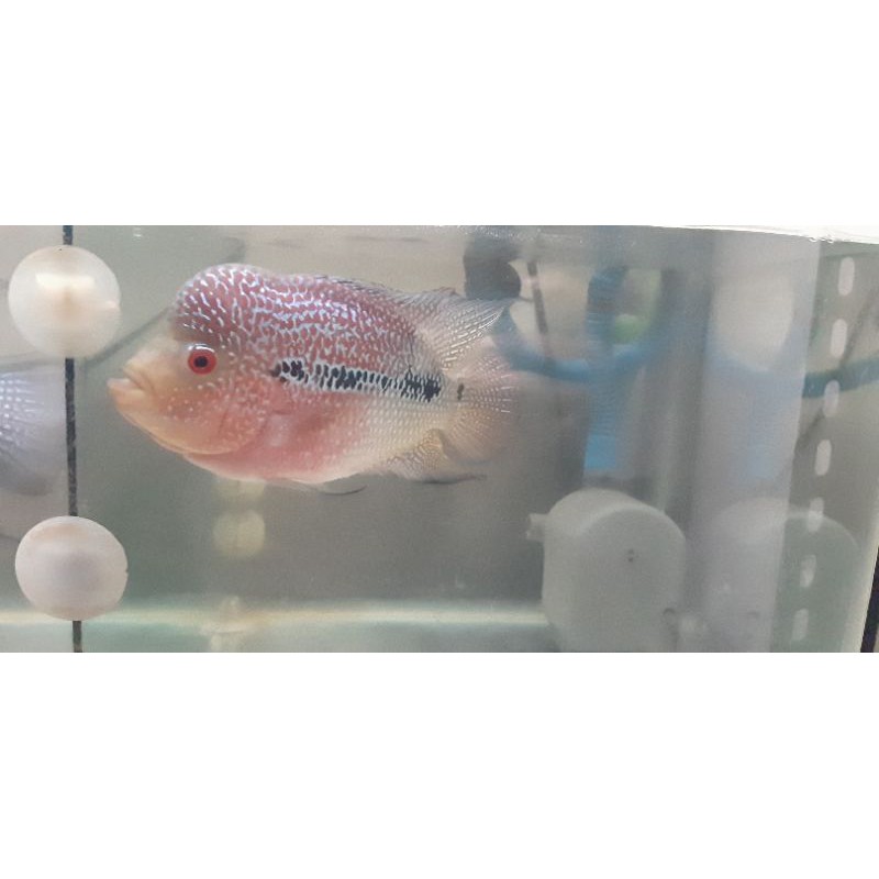 

Ikan Louhan Cencu Super