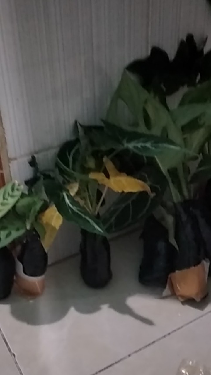 Murah  Tanaman Hias Monstera Philodendrum - Philo Jari - Monstera Philo Jari