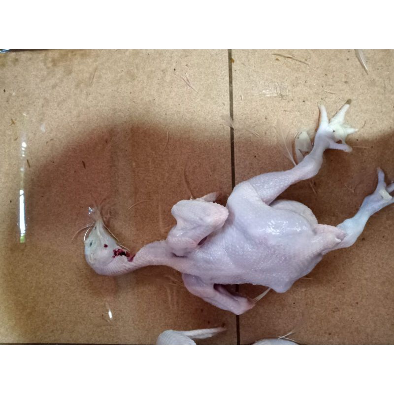 

Karkas Ayam Broiler Ayam Potong Utuh | 400-600 g