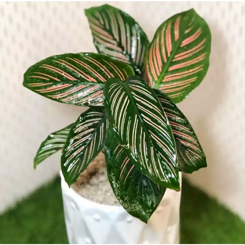 Bunga Tanaman striptis cantik | calathea striptis