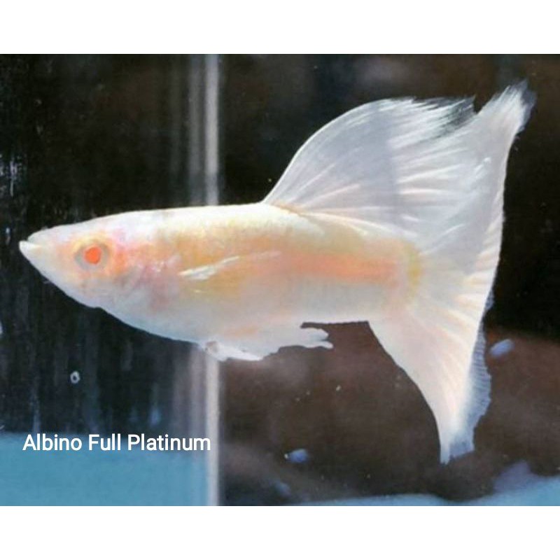 Ikan guppy albino full platinum jos
