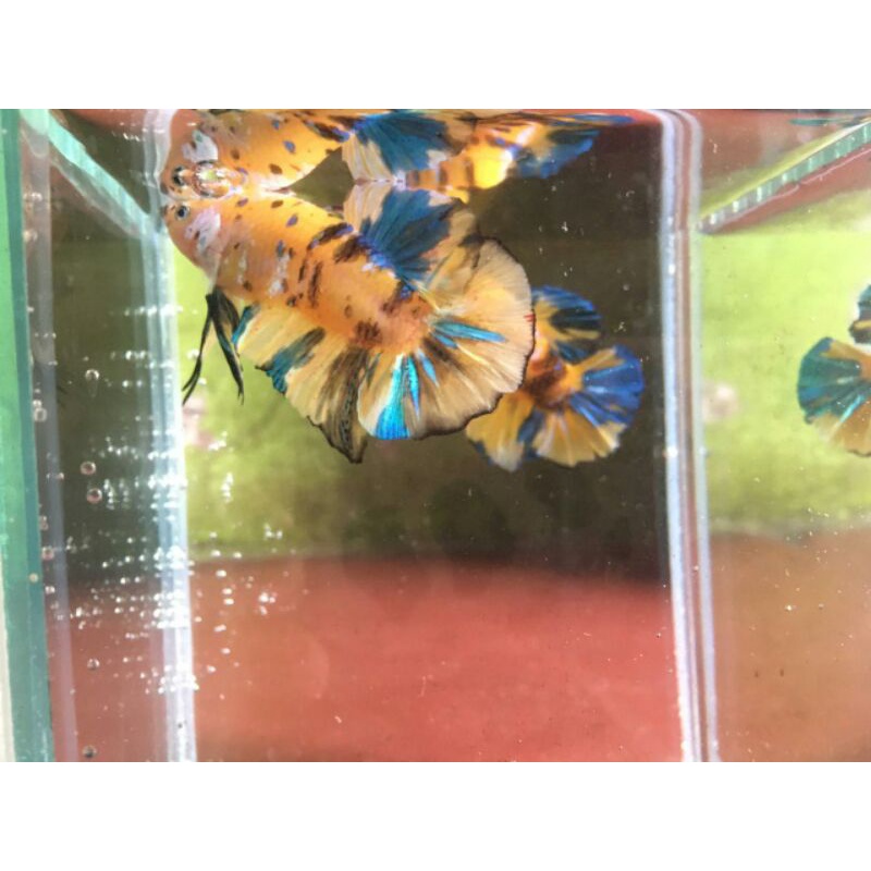 cupang giant yellow koi galaksi