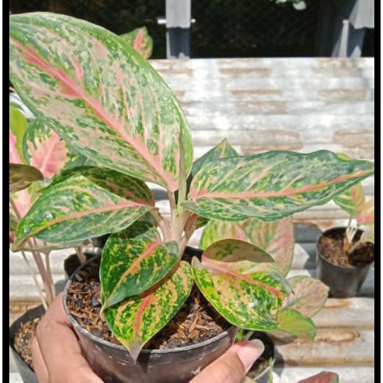 aglonema light of diamond/LOD