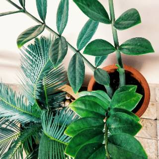 Tanaman Hias ZZ Plant Zamioculcas zamiifolia indoor 