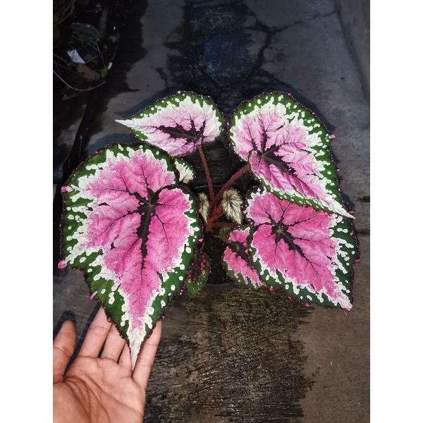 tanaman hias begonia size dewasa