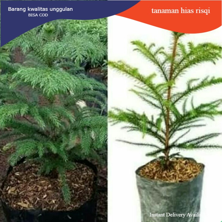 Tanaman hias Cemara norfok pohon hidup hiasan taman rumah