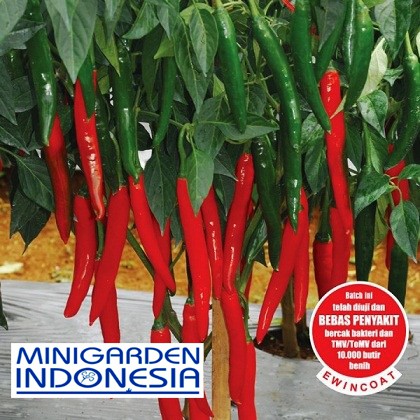 15 Benih Cabai Besar F1 bibit tanaman sayur sayuran CABE LANDUNG HIJAU MERAH