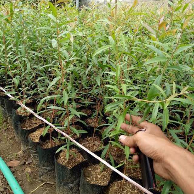 Bibit Pohon Kayu Putih Bibit Tanaman Kayu Putih