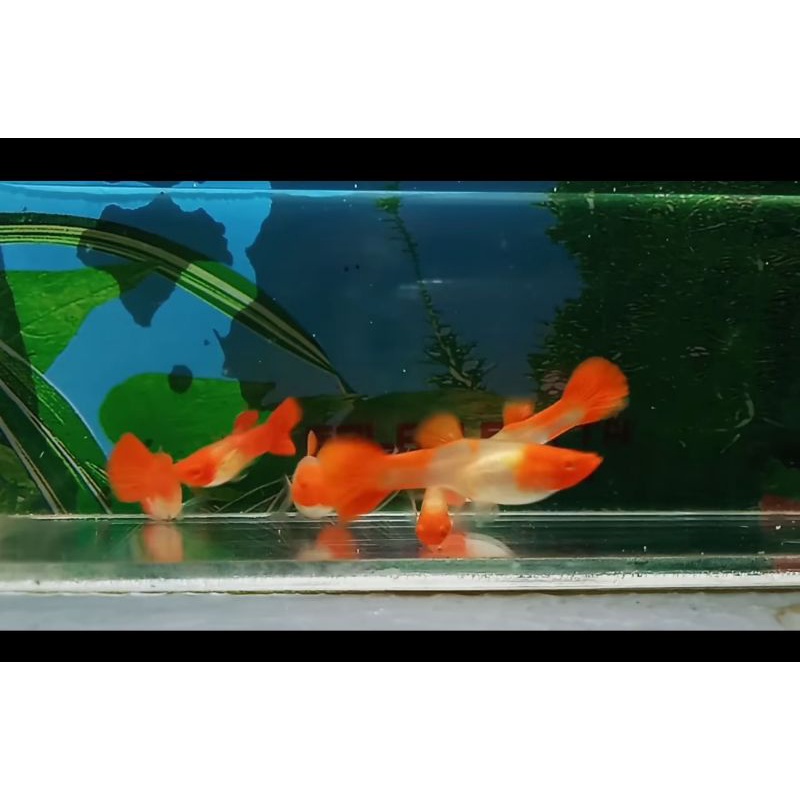 Guppy PRT dumbo ear & Albino ss koi