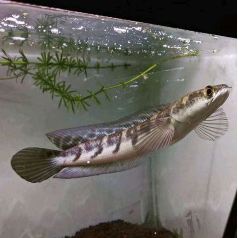 CHANA MARU YS Yellow Sentarum || SINGLE TANK || BAR SIMET BAGUS || SORTIRAN KERAS || UK 10-12 & 15-1