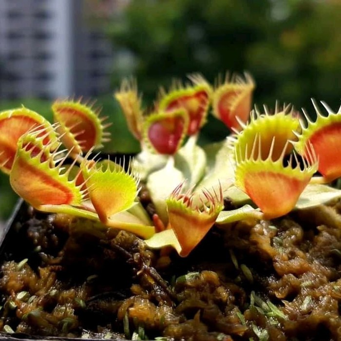 Tanaman Kanivora Venus Flytrap Cupped trap