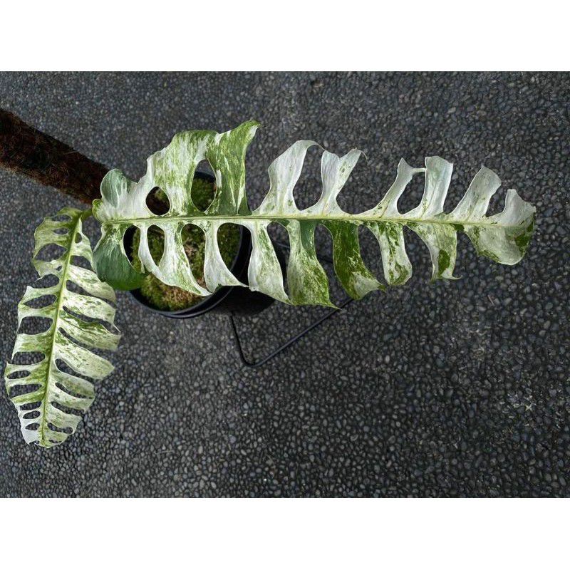 bonggol monstera veru varigata