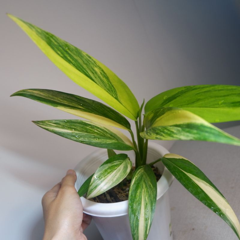 Epipremnum Amplisimum Variegata Tricolour