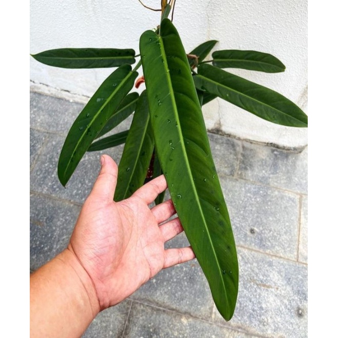 philodendron bicolor (rare plant) #aroid #rareplant #philodendronrare #philodendeonjoopii #philodend