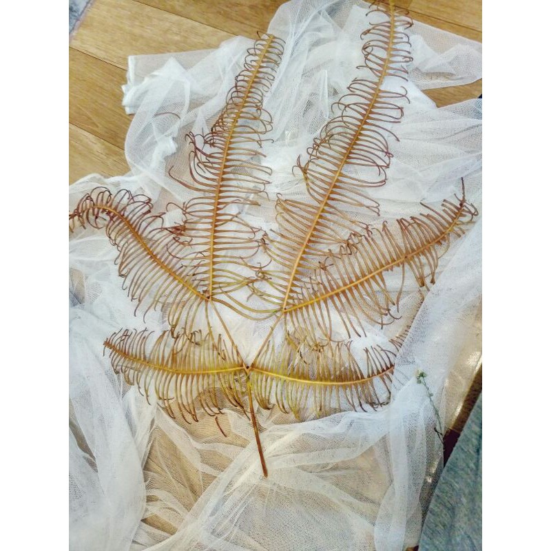 Dried flower pakis tanduk