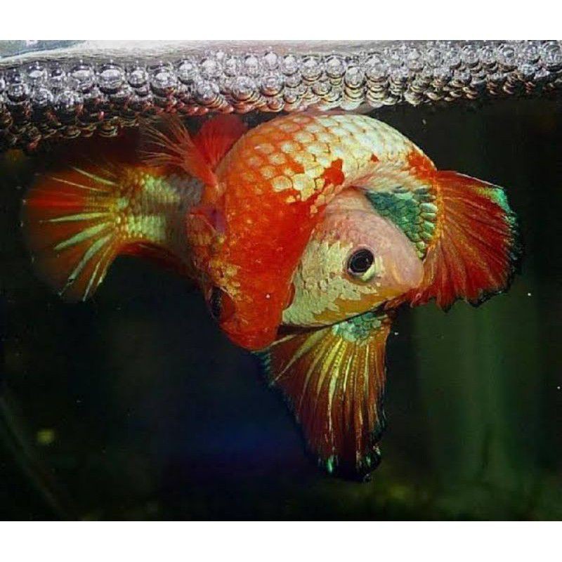 ikan cupang 1 pair untuk belajar pemula berternak cupang