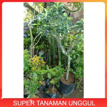 tanaman apel anna berbunga batang besar