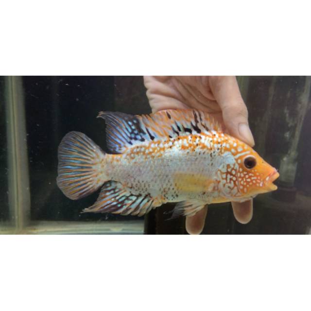 SRT atau Super red texas chiclid female ikan louhan lohan