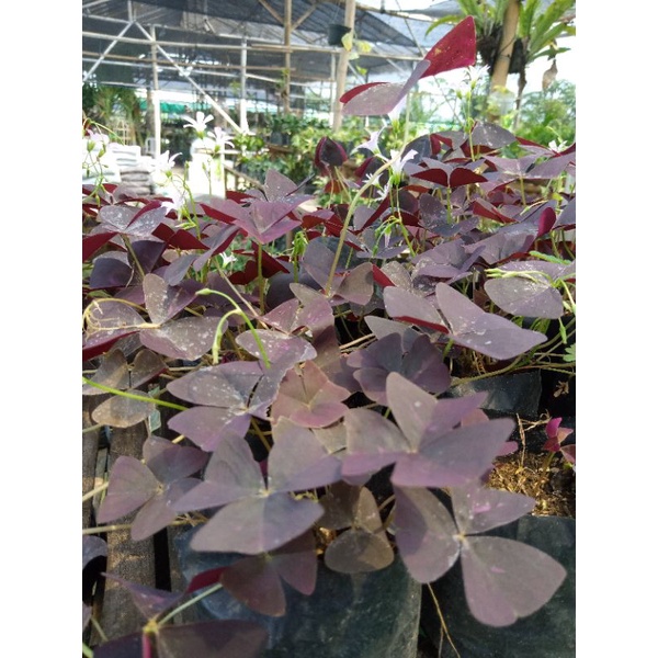 Oxalis Triangularis