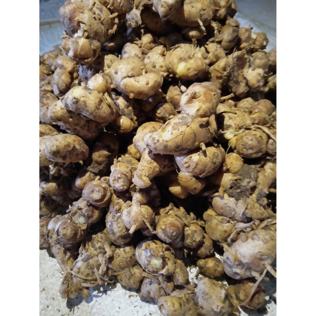 KENCUR 500g MURAH TUA SEGAR ALAMI [COD]