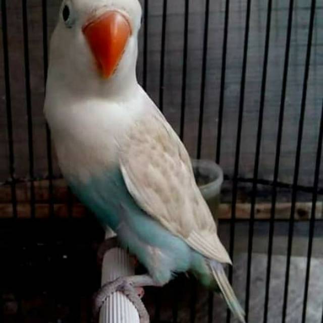 Burung Lovebird Parbir Pasvio Pasput Balibu Paud 3 5 Bulan Love