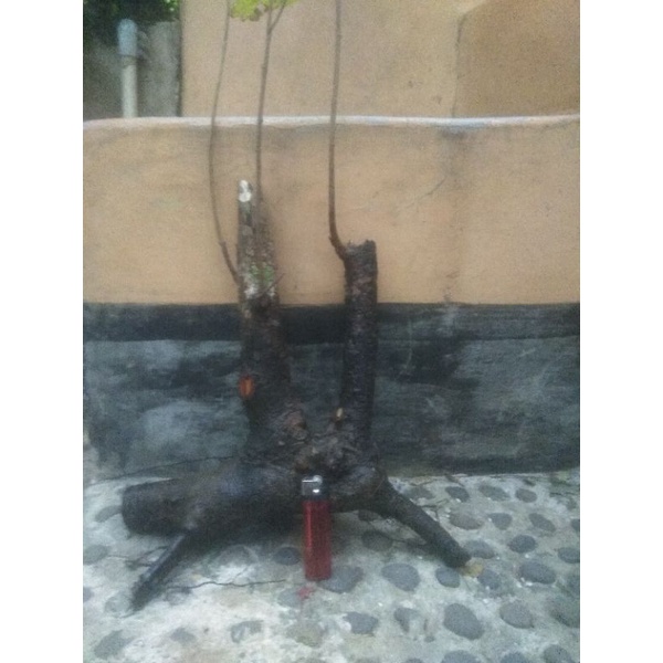 Phusu Bulu Bahan Bonsai Phusu Bulu Medium Karakter Twin