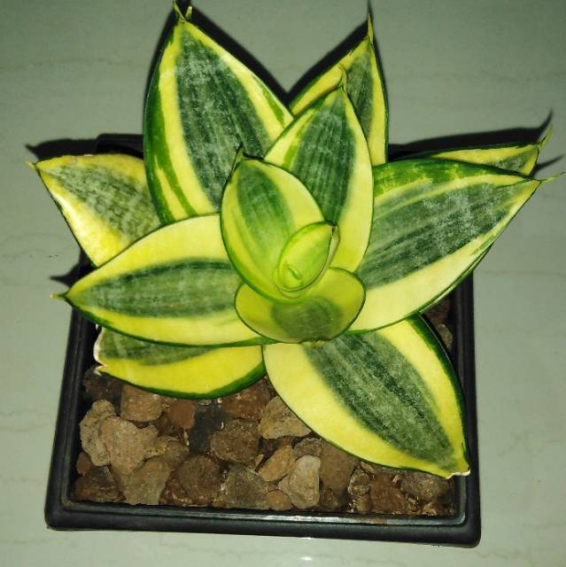 Best Seller Sanseviera Lidah Mertua Kuning VO7lzJU5q5DeY