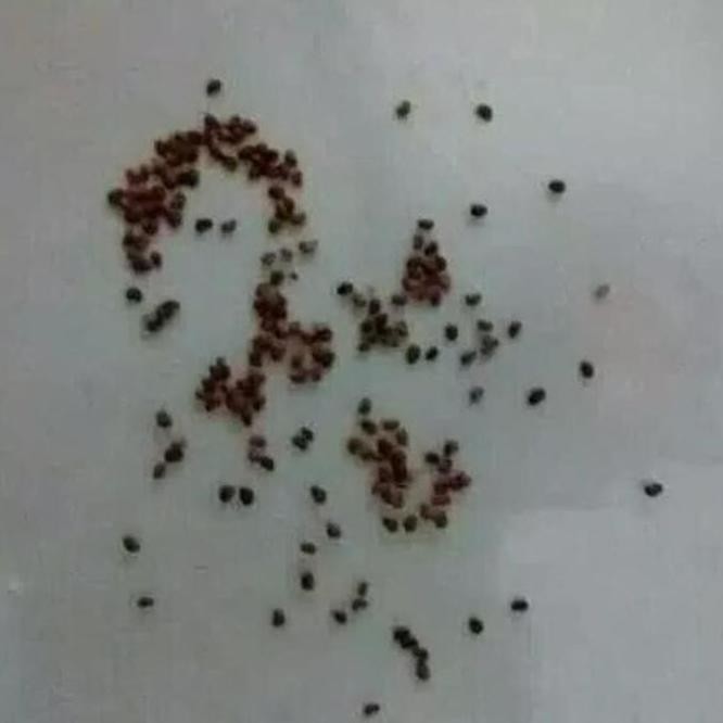 M3Riah I4R Biji Benih Bibit Tanaman Buah Pisang Bonsai Import ( 20 Biji Benih ) Ind4H Esc