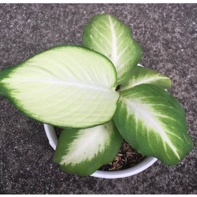 Aglonema sri rejeki blanceng susu