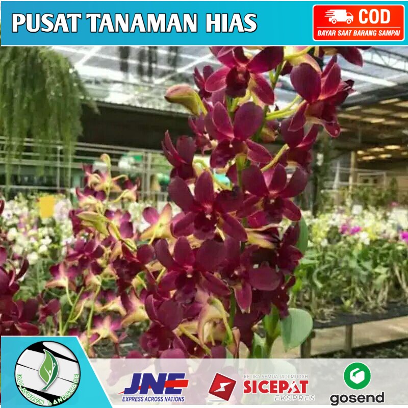 Seedling Anggrek Dendrobium Coyote Red