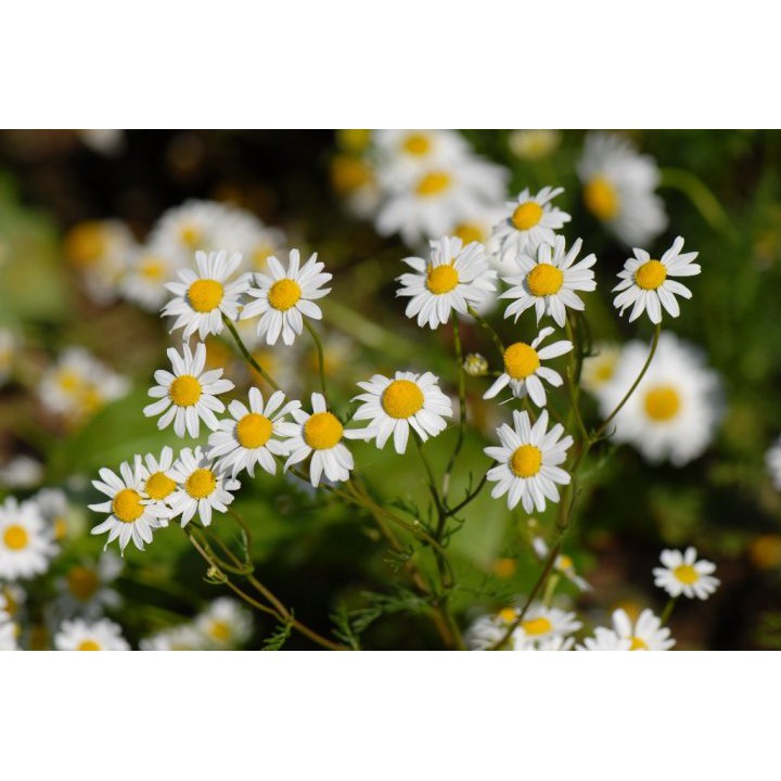 Benih-Bibit Herba German Chamomile (Haira Seed)