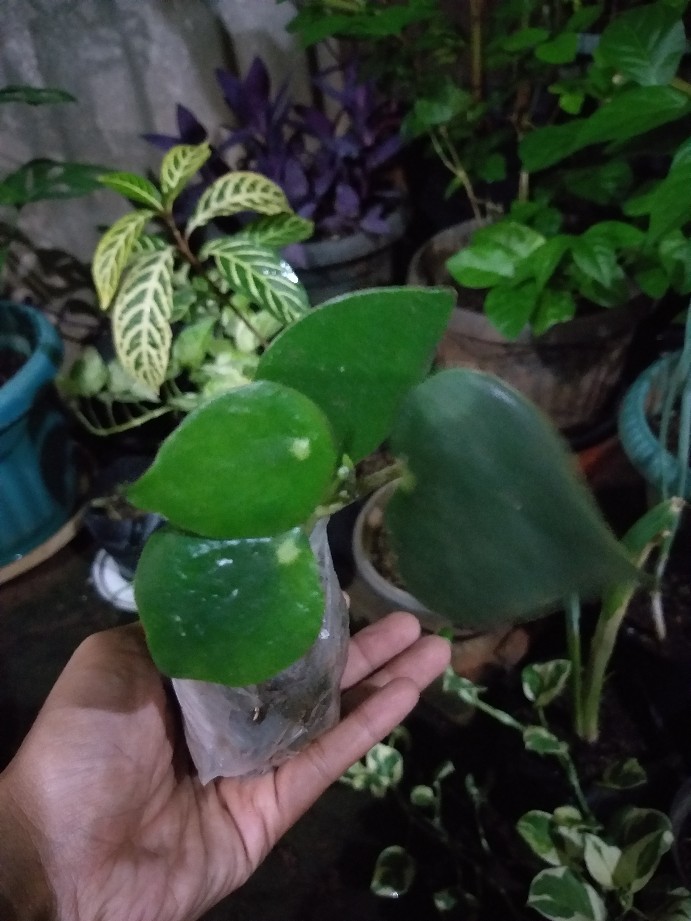 Tanaman Hias Peperomia Raindrof