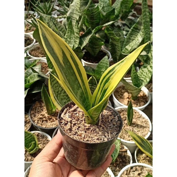Sansevieria Gold Flame