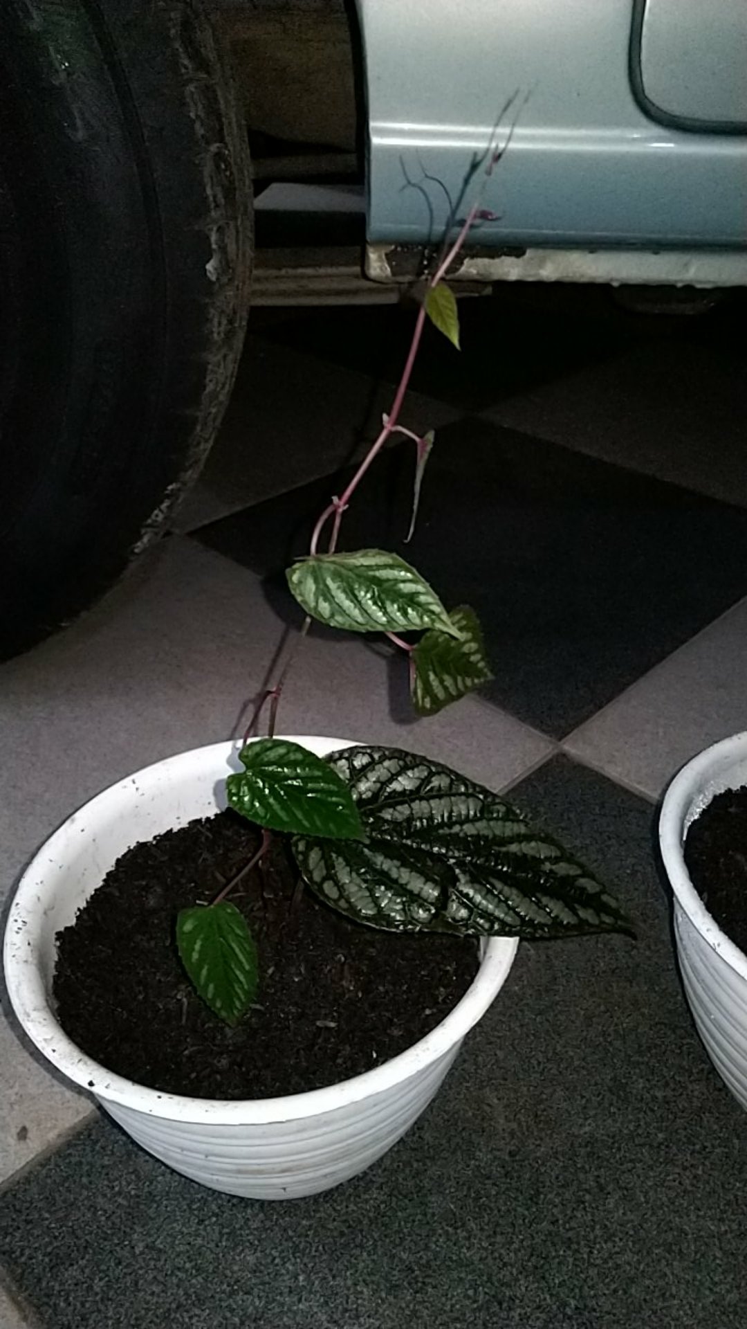 Tanaman Sirih Keraton Tanaman Rambat