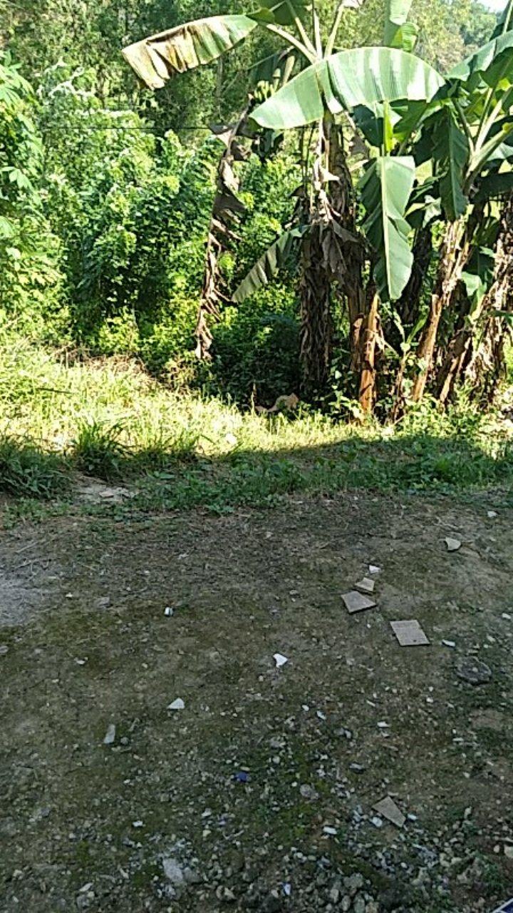 Mata Gergaji Besi Bahco 24t