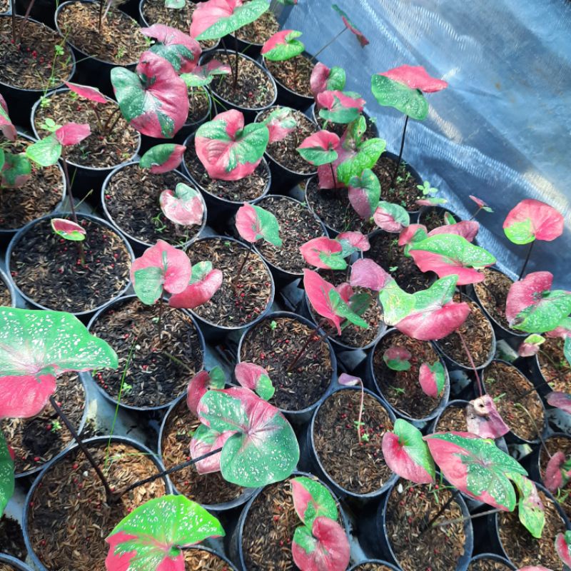 Keladi Baret Tanaman Hias Hidup Bibit Bunga Caladium Baret Murah