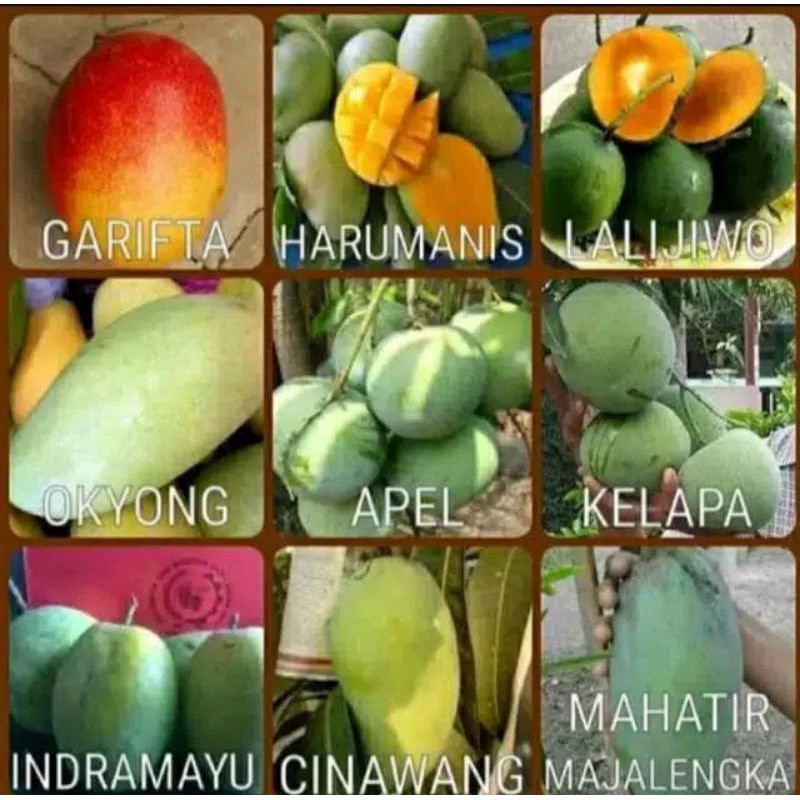 Bibit Mangga Berkualitas 4 Macam Paket Hemat