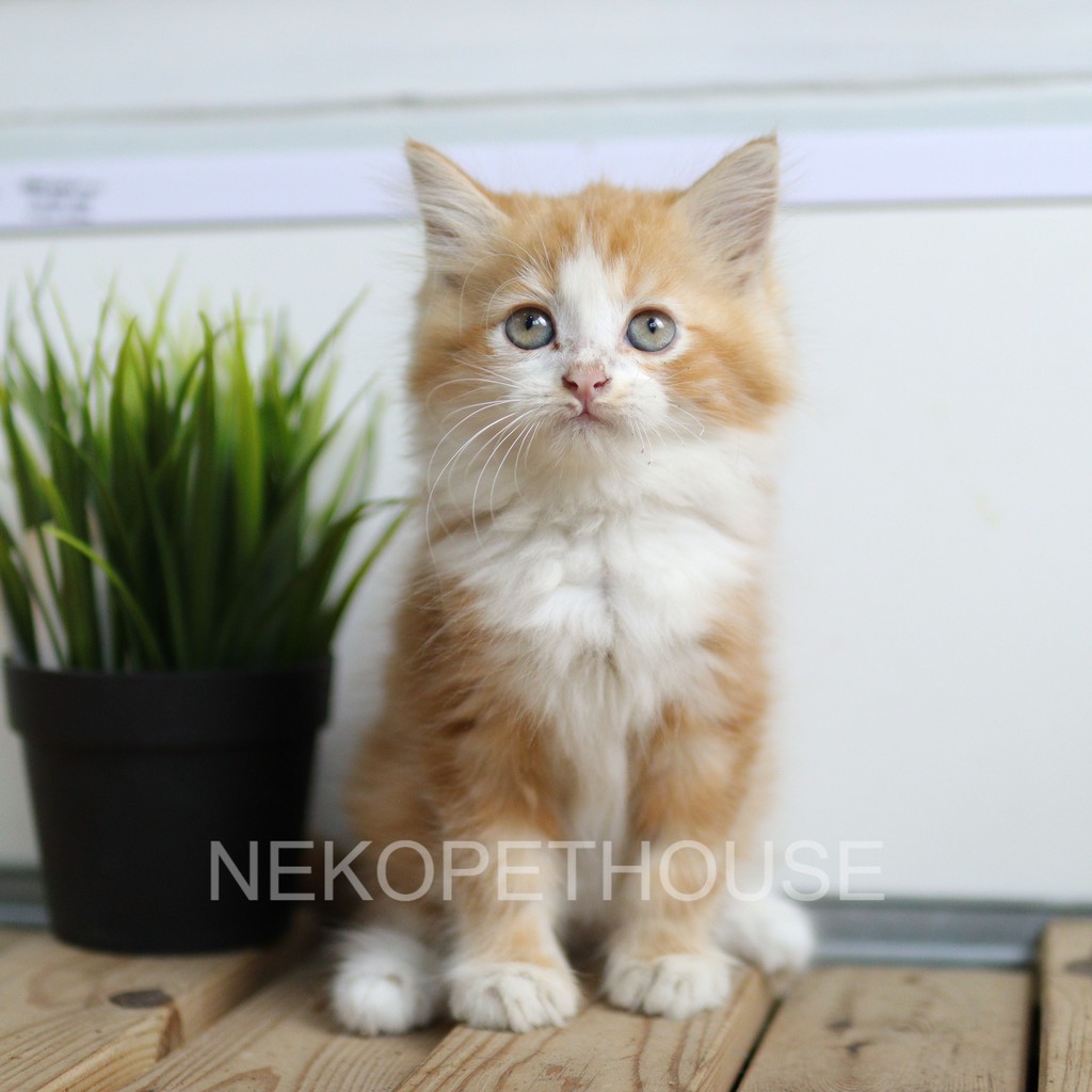 Kucing Kitten Persia Hitam Solid 2,5 bulan