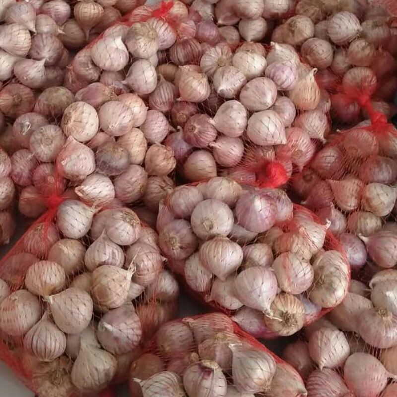 

BAWANG TUNGGAL 1 KG SORTIRAN IMPORT