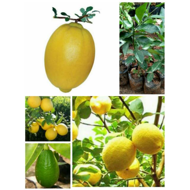 Bibit jeruk lemon jumbo